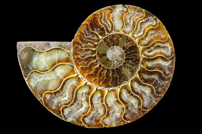 Cut & Polished Ammonite Fossil (Half) - Madagascar #158060